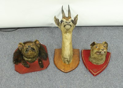 Lot 963 - A gazelle mask, mounted on an oak shield and...