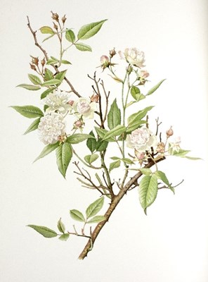 Lot 150 - Willmott (Ellen) The Genus Rosa, 2 volumes,...