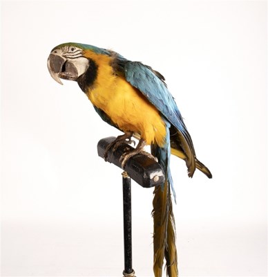 Lot 390 - A taxidermy parrot on a wrought iron...