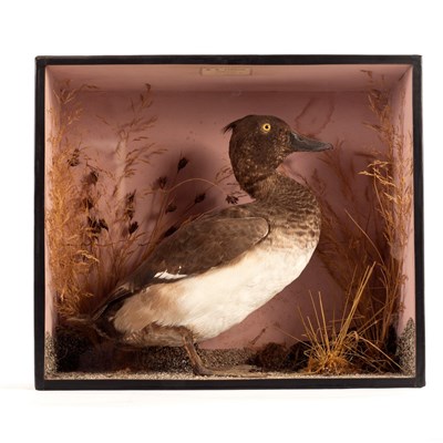 Lot 967 - A taxidermy specimen of a duck in a...