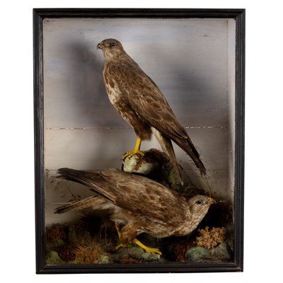 Lot 969 - A taxidermy case of two buzzards in a...