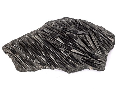 Lot 268 - A belemnite fossil, of irregular shape,...