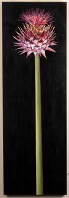 Lot 389 - Natalie Toplass (Contemporary)/Thistle/signed...