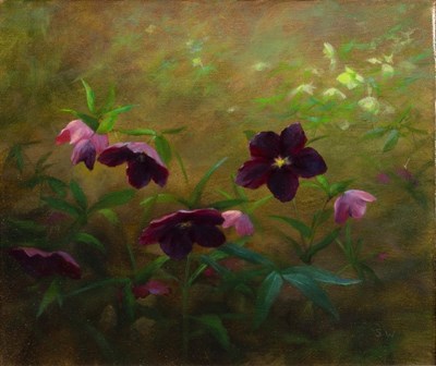 Lot 390 - Stanley Woolston (Contemporary)/Helleborus...