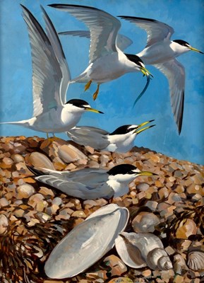 Lot 421 - Keith Shackleton (1923-2015)/Terns on a Rocky...