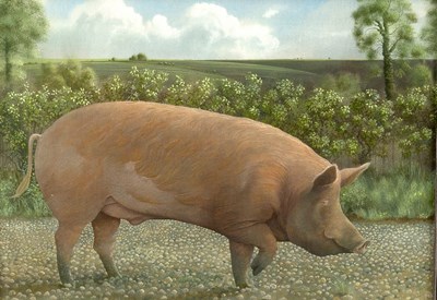 Lot 500 - James Lynch (born 1956)/Tamworth Boar/signed,...