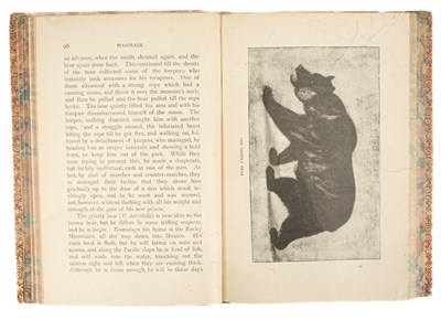 Lot 733 - Natural History
