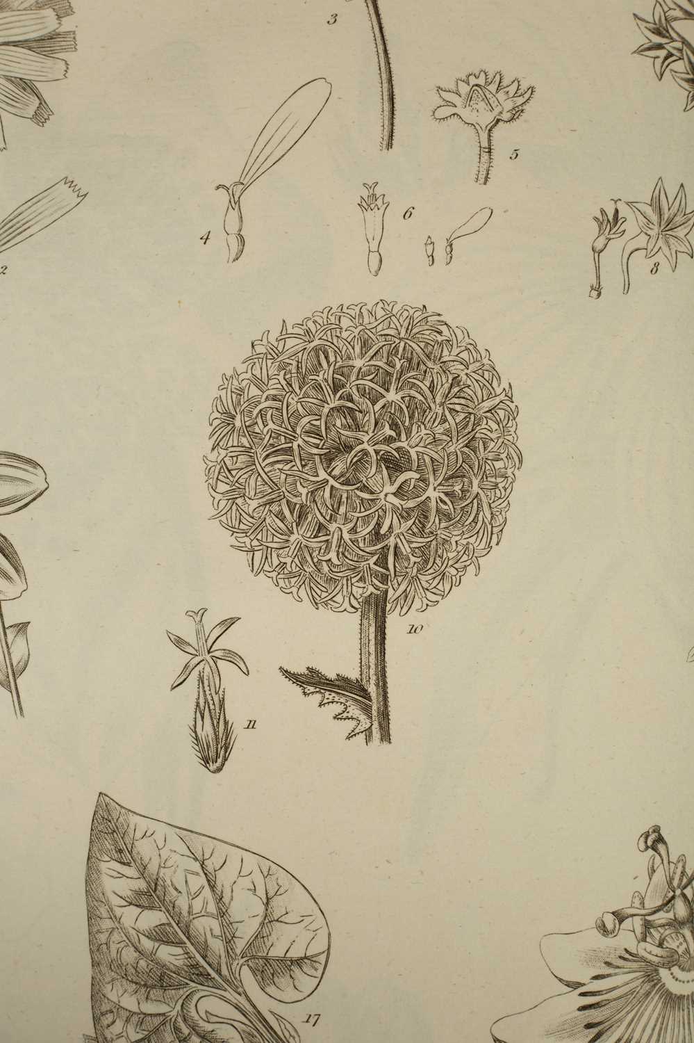 Lot 259 - Miller (Philip) The Gardener's and Botanist's Dictionary