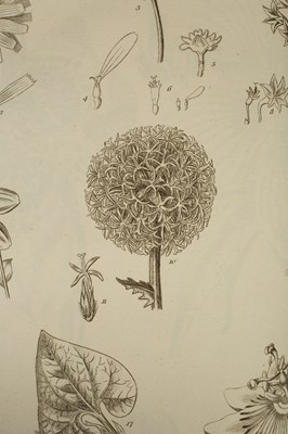 Lot 259 - Miller (Philip) The Gardener's and Botanist's Dictionary