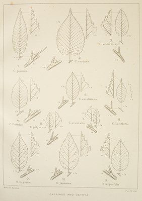 Lot 267 - Elwes (Henry John) The Trees of Great Britain & Ireland