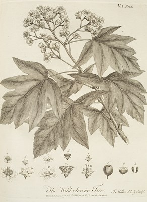 Lot 268 - Evelyn (John) Sylva