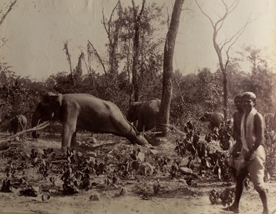 Lot 599 - Attributed to Willoughby Wallace Hooper (1837-1912) and others
