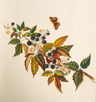 Lot 435 - An album of 19th Century watercolour, pencil, pen and ink botanical drawings