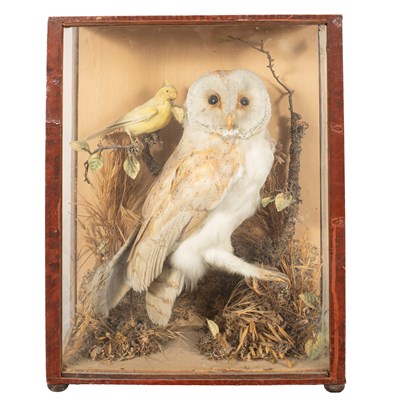Lot 107 - A taxidermy barn owl (Tyto Alba)