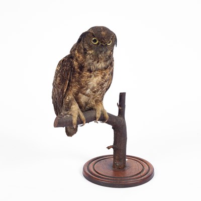 Lot 348 - A late Victorian taxidermy great horned owl