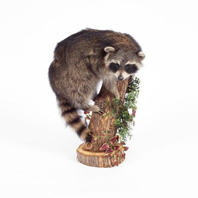 Lot 109 - A taxidermy raccoon
