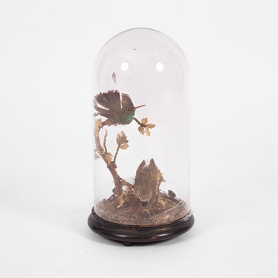Lot 118 - Two taxidermy humming birds