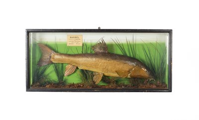 Lot 340 - A taxidermy barbel fish