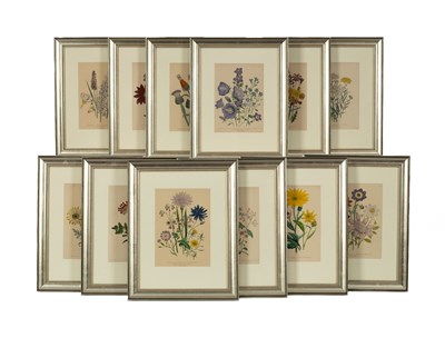 Lot 660 - After Jane Webb Loudon (1807-1858)