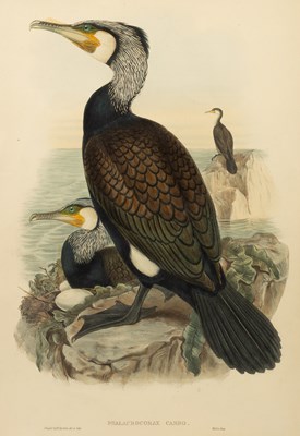Lot 663 - After John Gould (1804-1881)