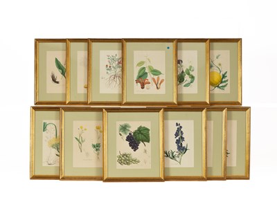 Lot 664 - After William Curtis (1746-1799)