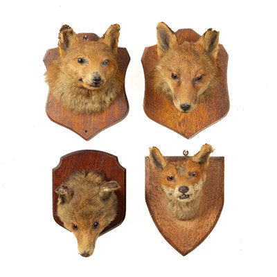 Lot 342 - Four taxidermy fox masks