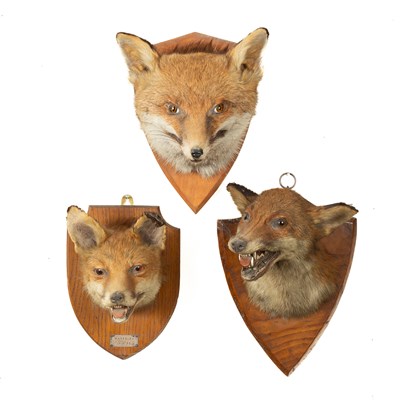 Lot 339 - Three taxidermy fox masks