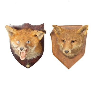Lot 343 - Two taxidermy fox masks