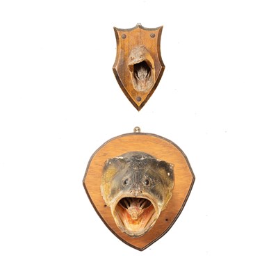 Lot 337 - Two taxidermy fish heads