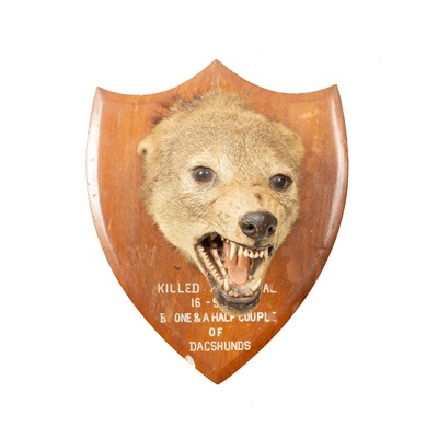 Lot 356 - A taxidermy jackals head