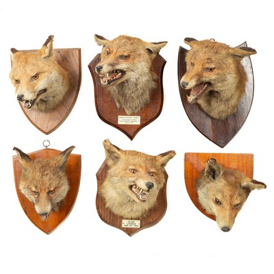 Lot 362 - Six taxidermy fox masks