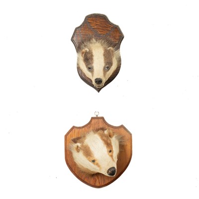 Lot 331 - Two taxidermy badger heads