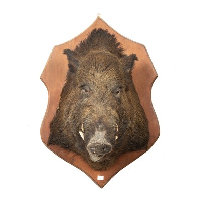 Lot 334 - A taxidermy boars head