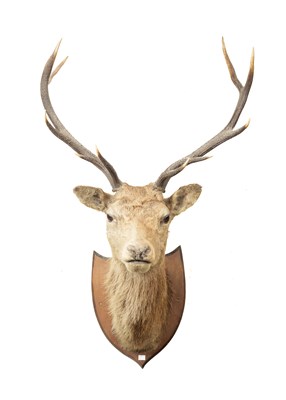 Lot 335 - A taxidermy red deer head and neck