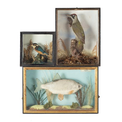 Lot 336 - Three taxidermy cases