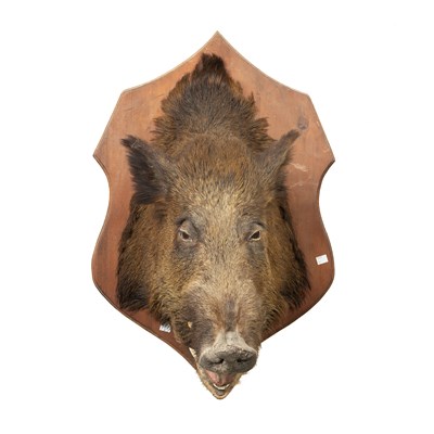 Lot 359 - A taxidermy boars head