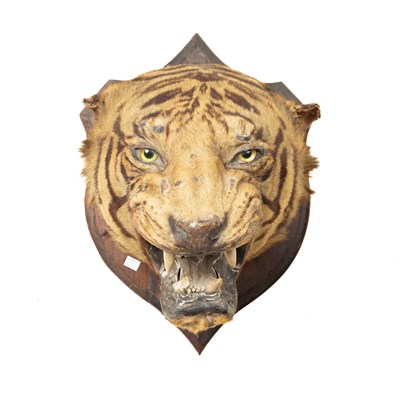 Lot 361 - A taxidermy tigers head