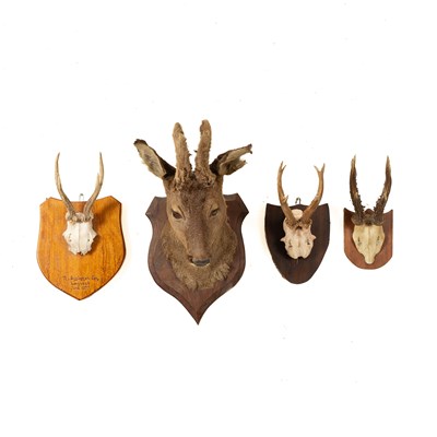 Lot 352 - A taxidermy roe deer head with antlers in velvet