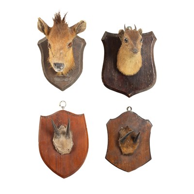 Lot 357 - A taxidermy head of a Dik-dik