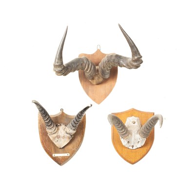 Lot 355 - Two pairs of Reedbuck horns