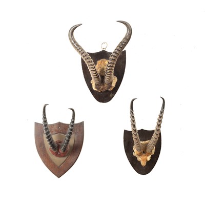 Lot 360 - Three pairs of Springbok horns