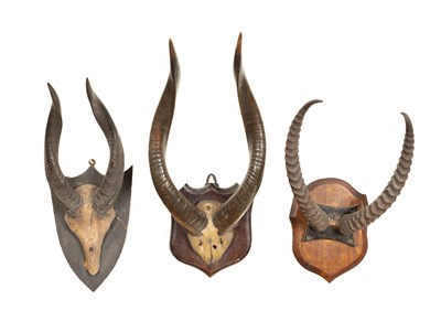 Lot 354 - Two pairs of Lesser Kudu horns