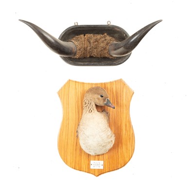 Lot 358 - A pair of taxidermy steers horns