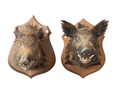 Lot 330 - Two taxidermy boars heads
