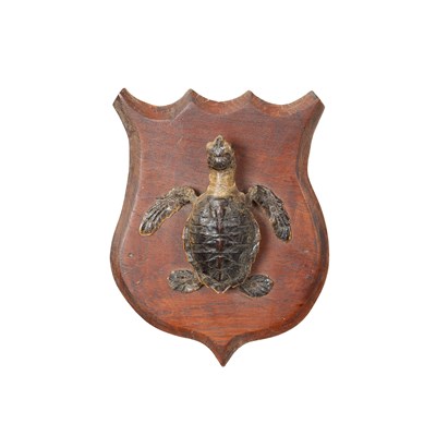 Lot 351 - A taxidermy juvenile Hawksbill turtle