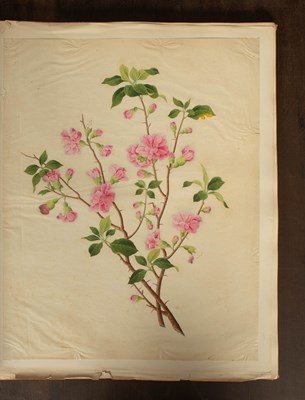 Lot 617 - Chinese Export School (19th Century) Botanical Studies