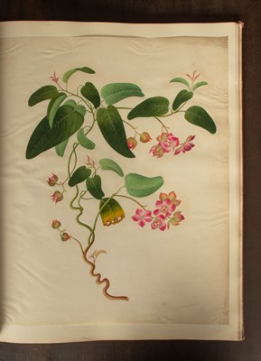 Lot 617 - Chinese Export School (19th Century) Botanical Studies
