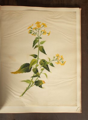 Lot 617 - Chinese Export School (19th Century) Botanical Studies