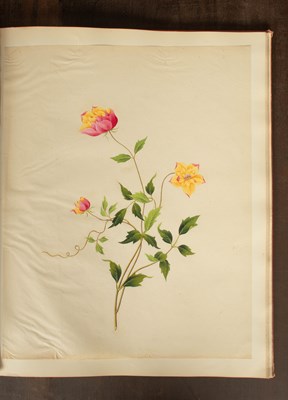 Lot 617 - Chinese Export School (19th Century) Botanical Studies