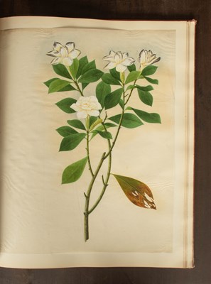 Lot 617 - Chinese Export School (19th Century) Botanical Studies